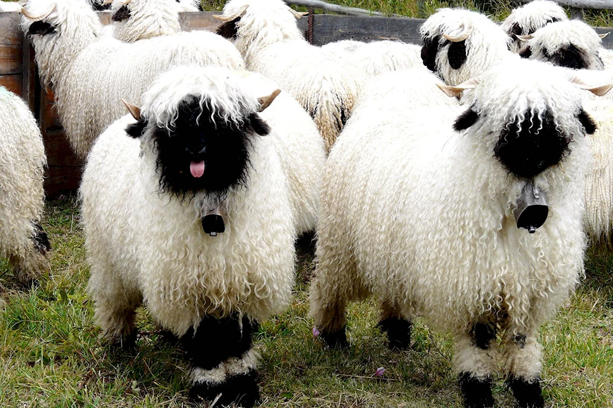 Новозеландские черноносые овцы