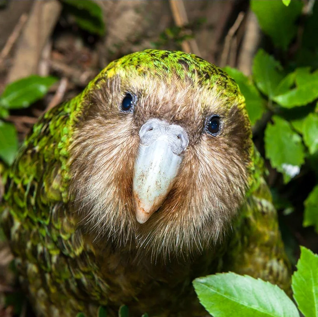 Новозеландский попугай какапо