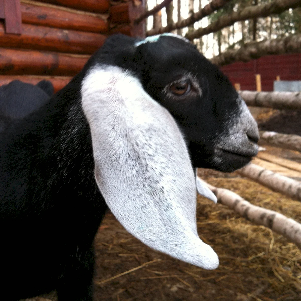 Нубийская коза черная