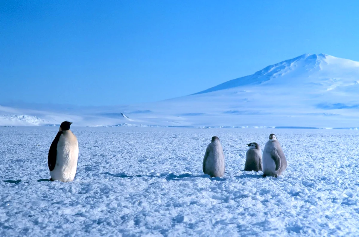 Обитатели Антарктиды