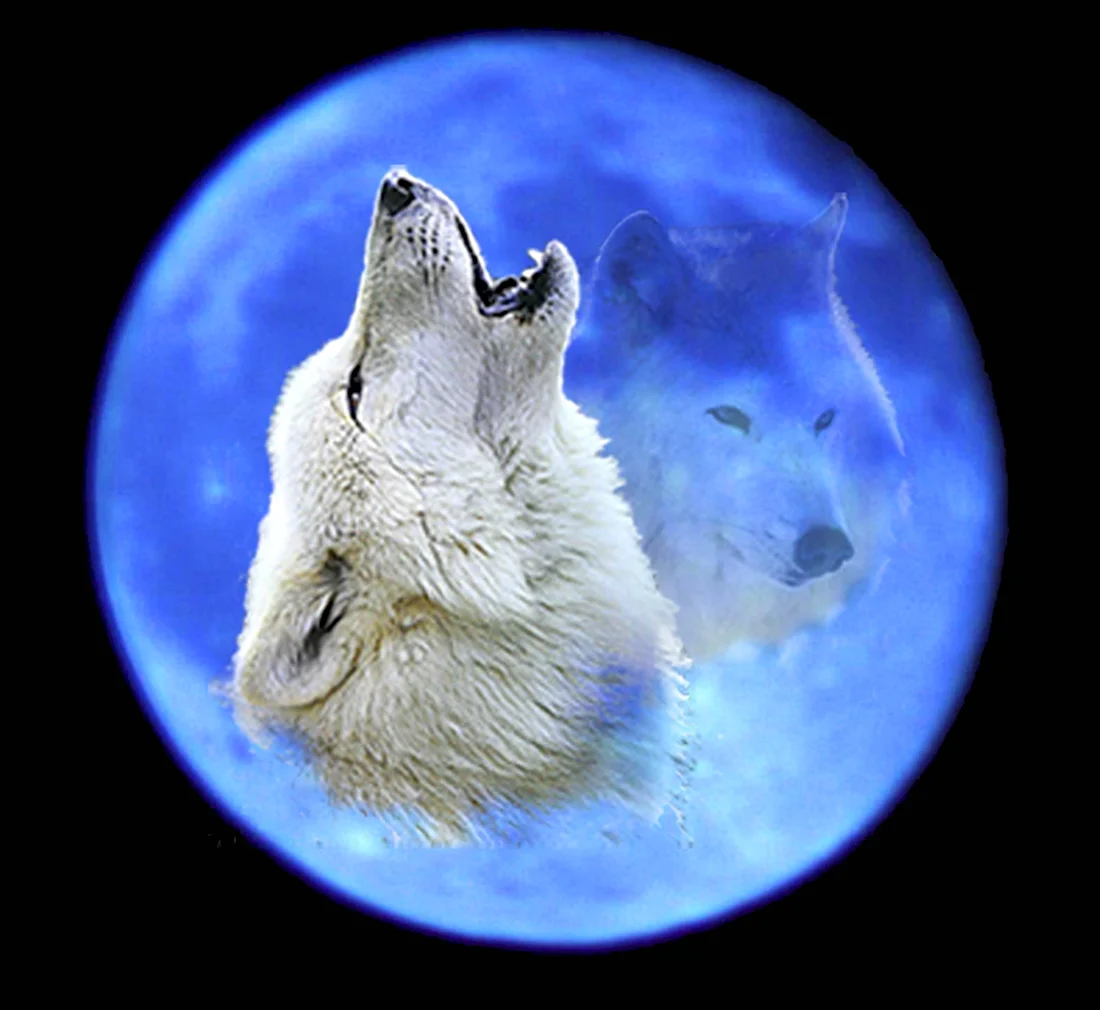 Обои волк воет на луну