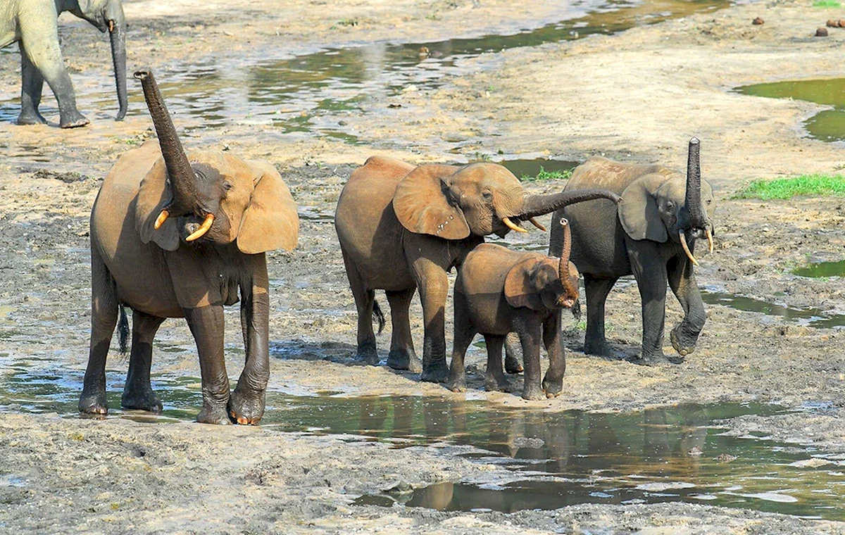 Образ жизни слонов
