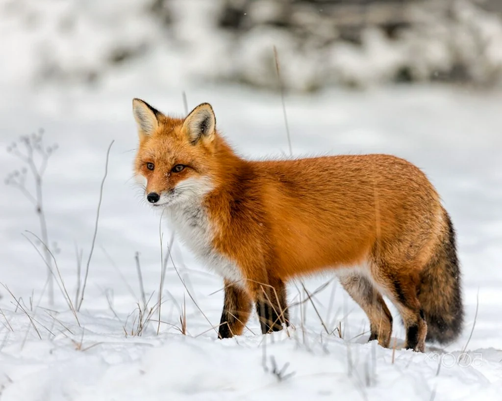 Обыкновенная лисица рыжая лисица
