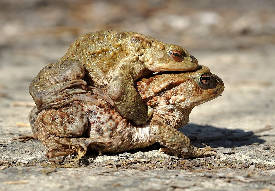 Обыкновенная жаба Bufo Bufo