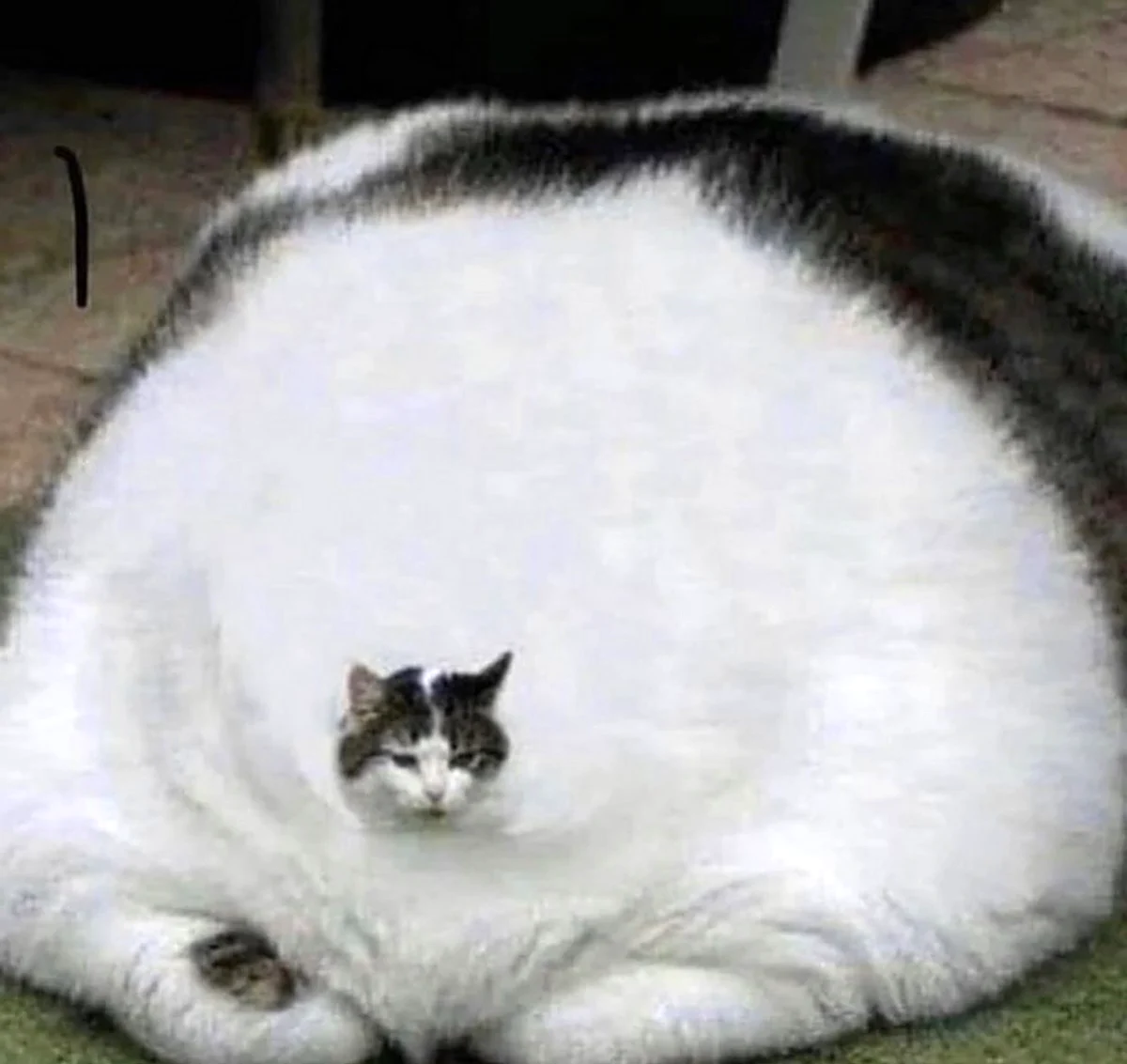 Очень толстые коты