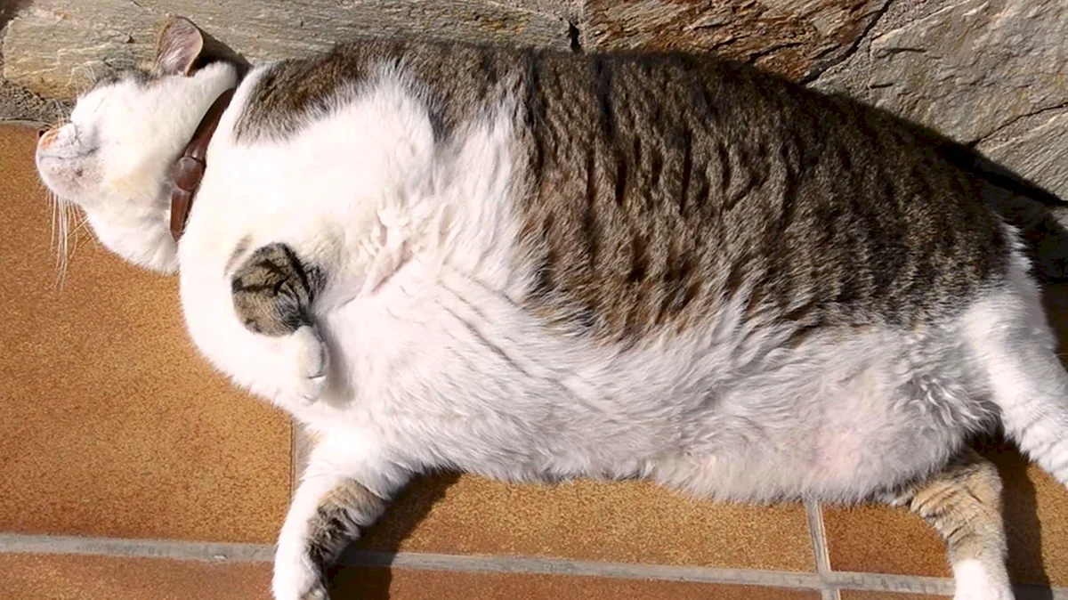 Очень толстый кот