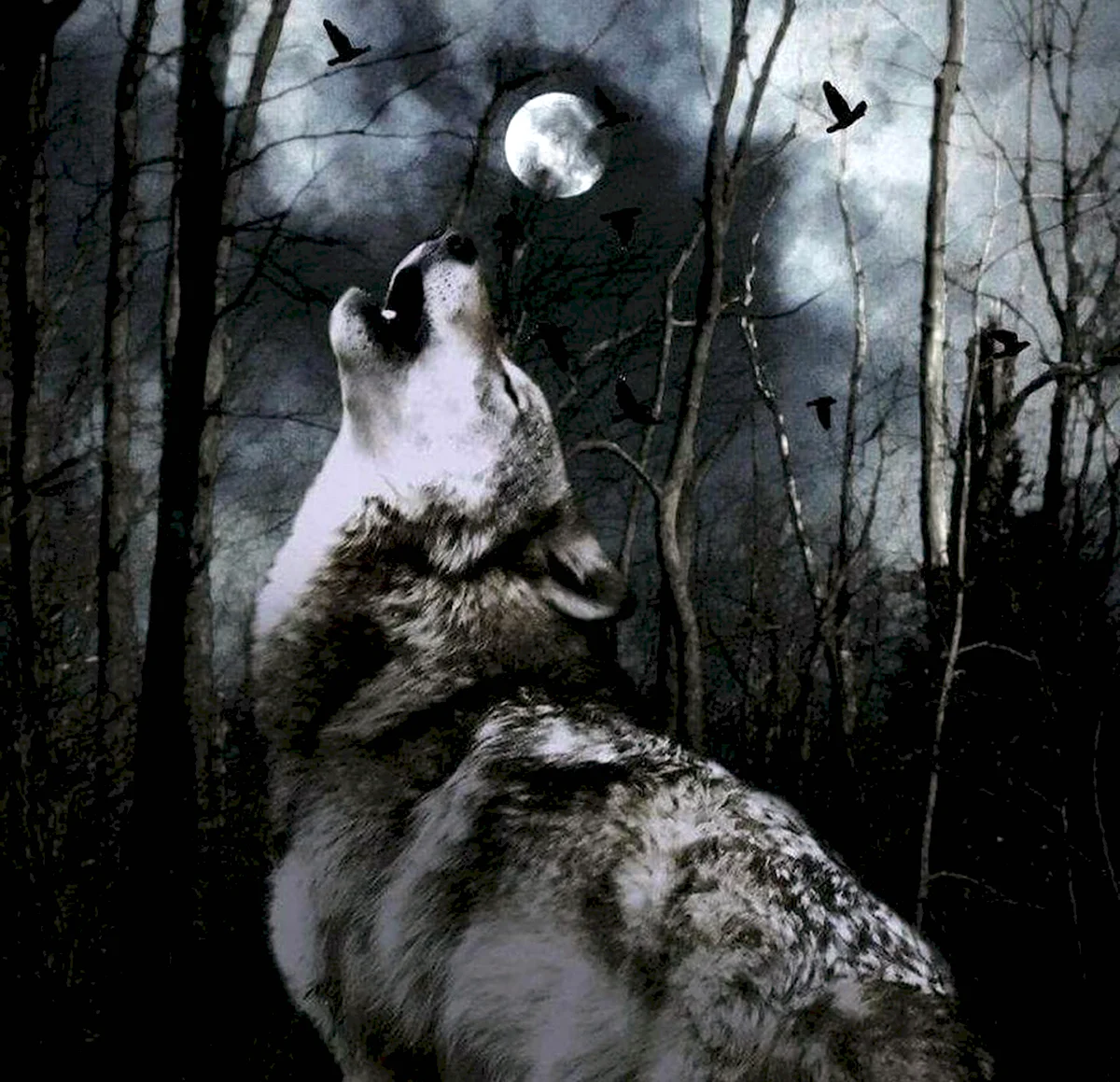 Одинокий волк одинокий волк