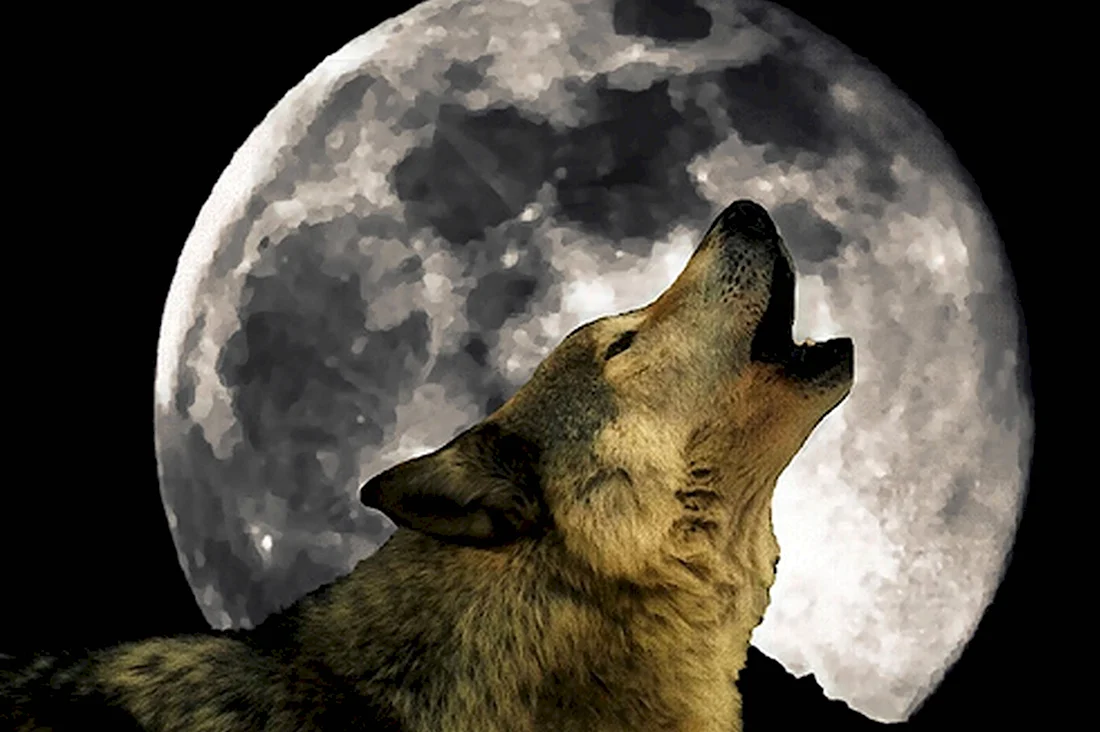 Одинокий волк воет на луну