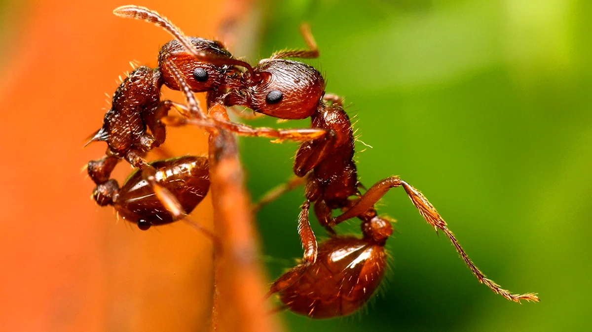 Огненные муравьи Solenopsis Invicta