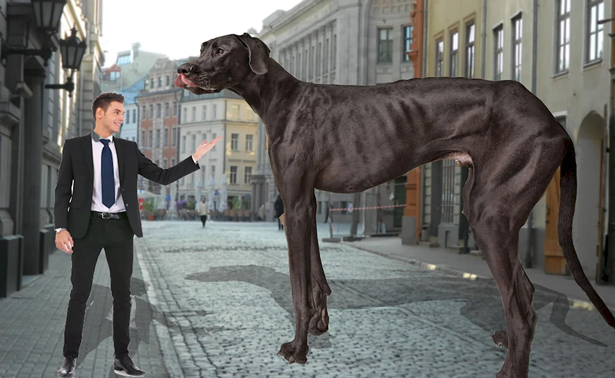 Огромные собаки в мире невыдуманные
