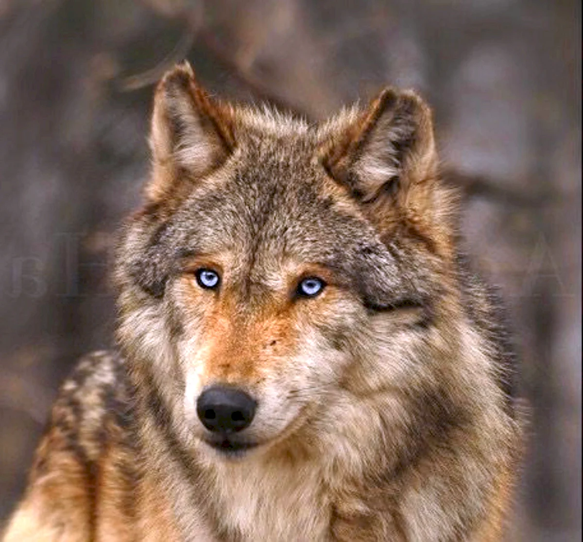 Огромный бурый волк