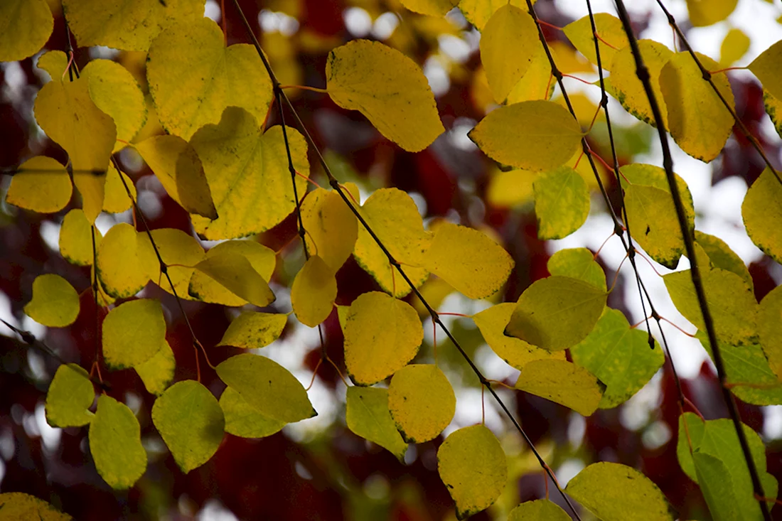 Окрас листьев осенью у липы