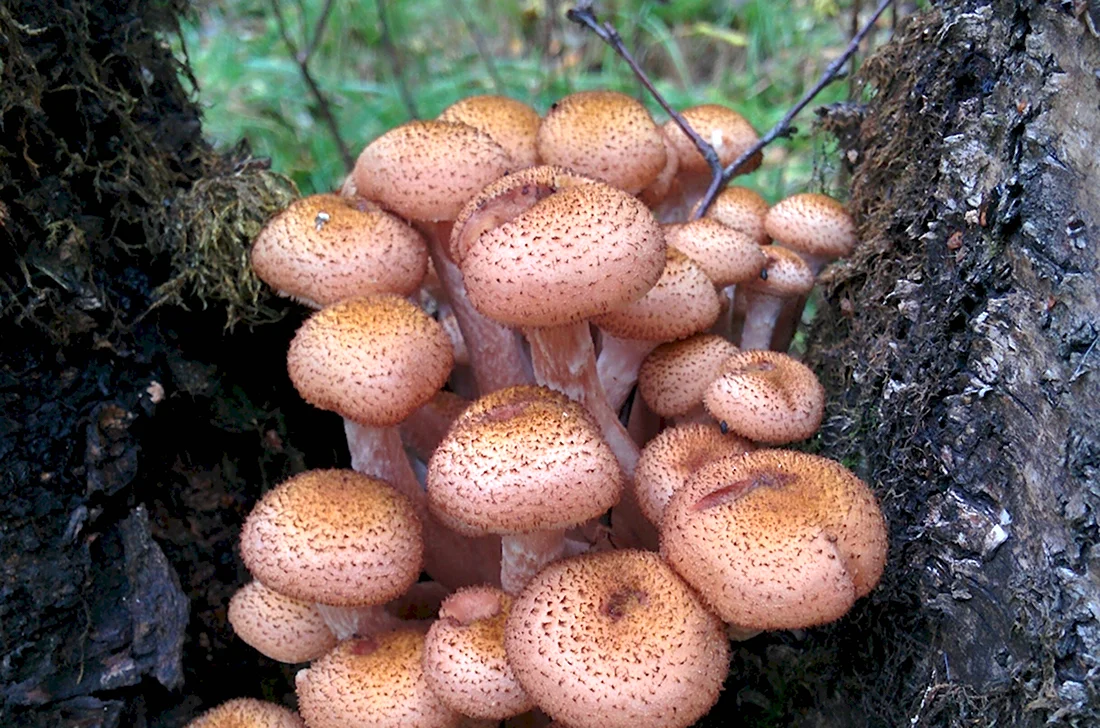 Опёнок осенний съедобные грибы