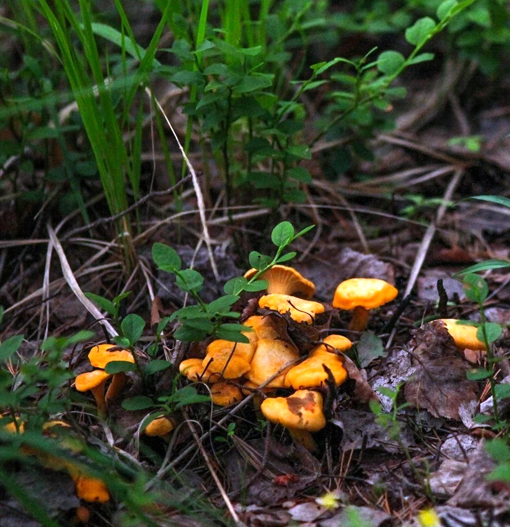 Опята июньские грибы