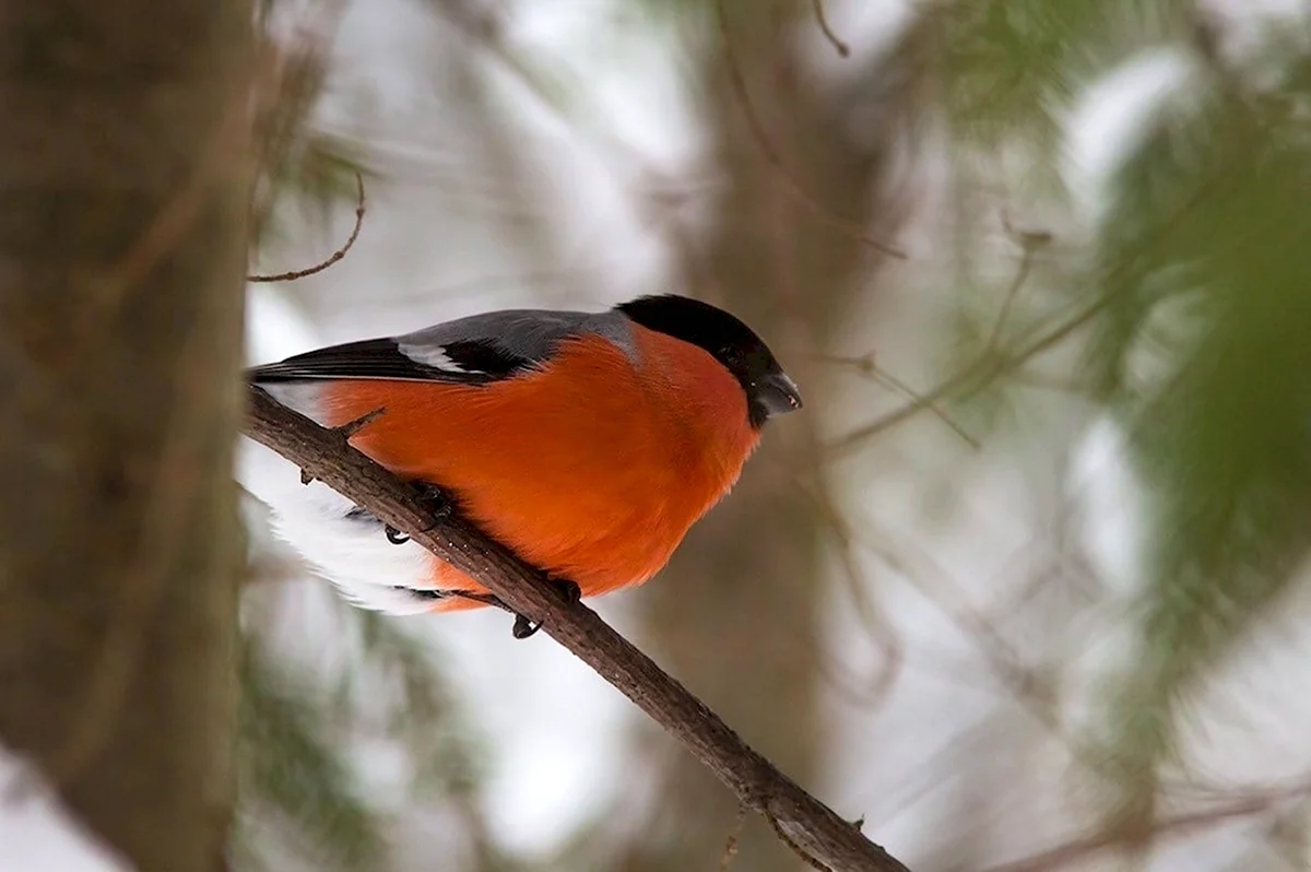Оранжевая птица зимой
