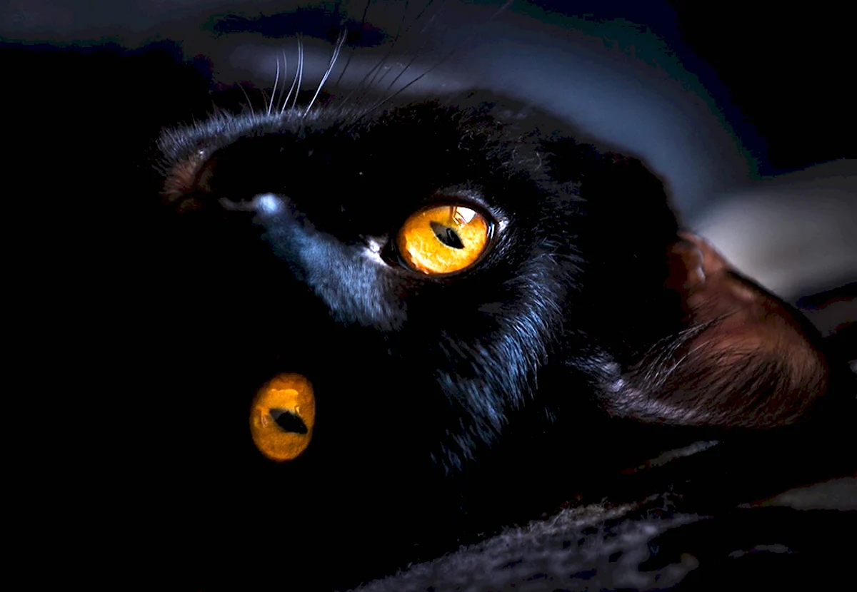 Оранжевые глаза у кошки