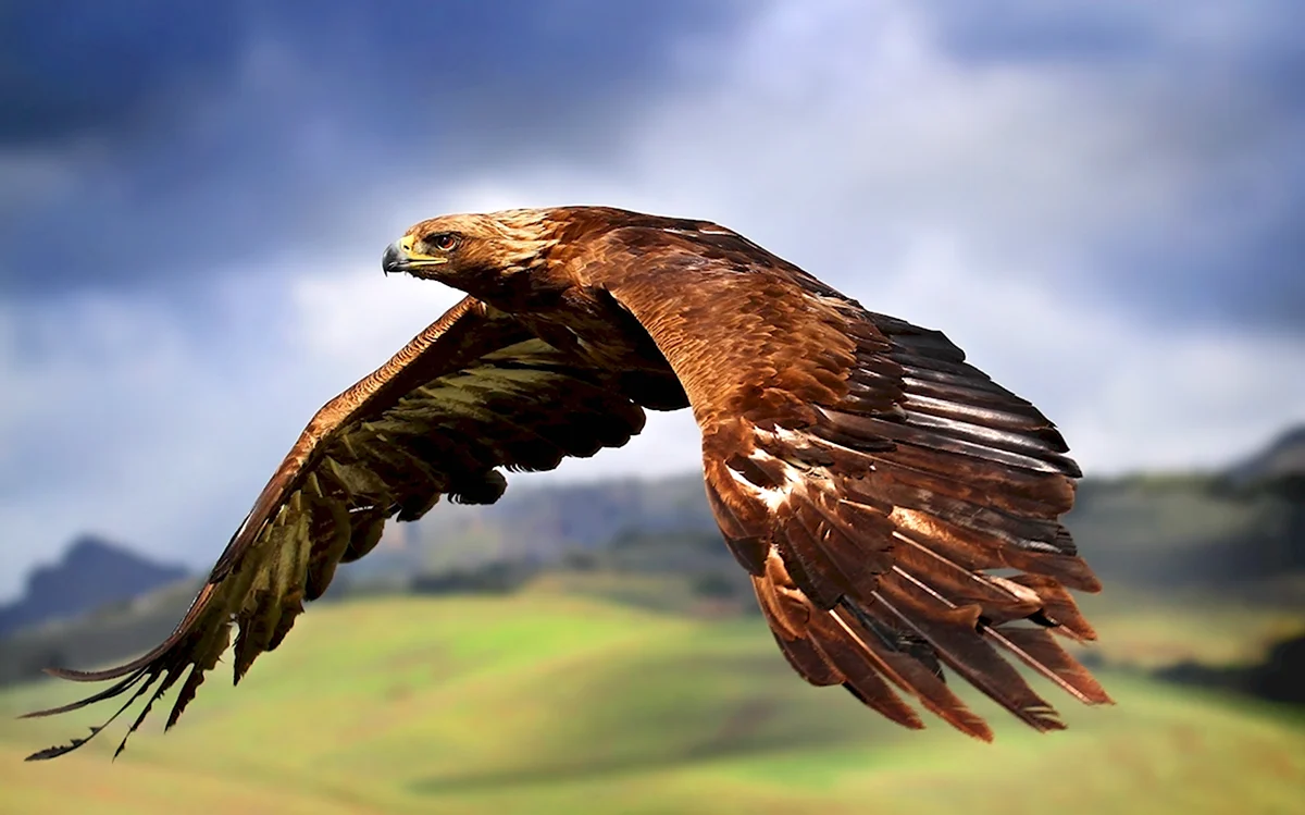 Орел коричневый