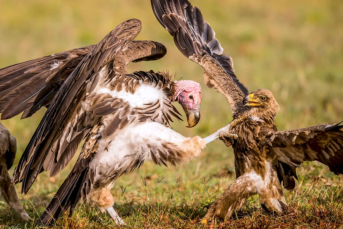 Орел против грифа