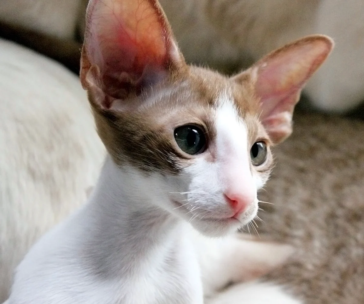 Oriental Shorthair кошки
