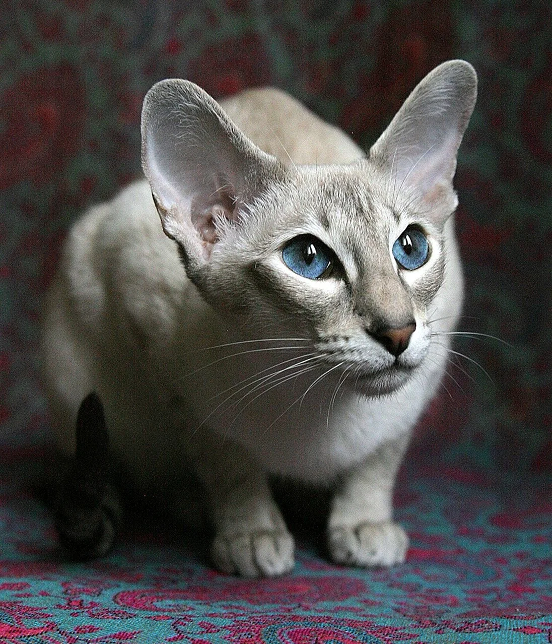 Ориентальная короткошерстная кошка