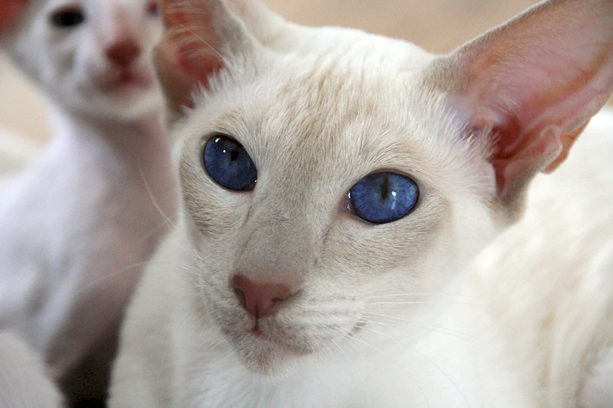 Ориентальная кошка альбинос