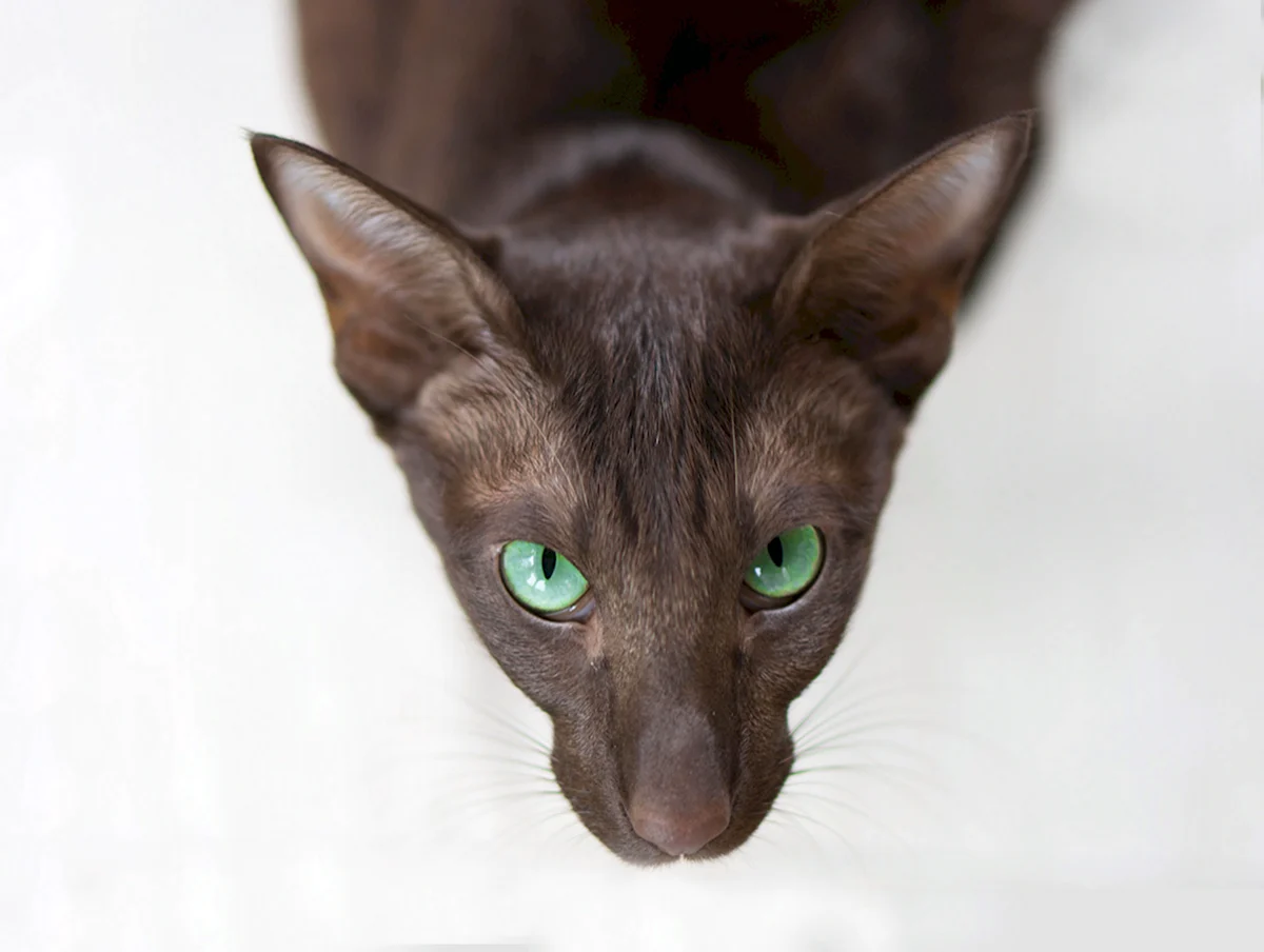 Ориентальная кошка коричневая