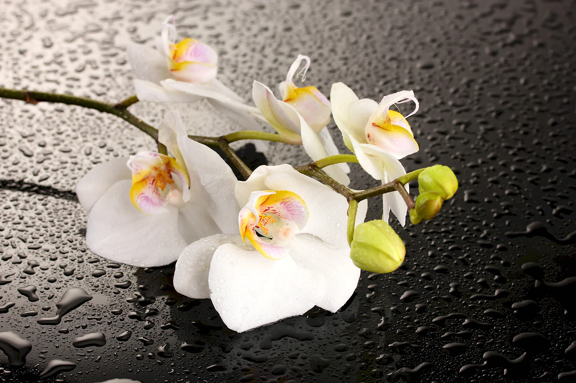 Орхидея белая ВВР