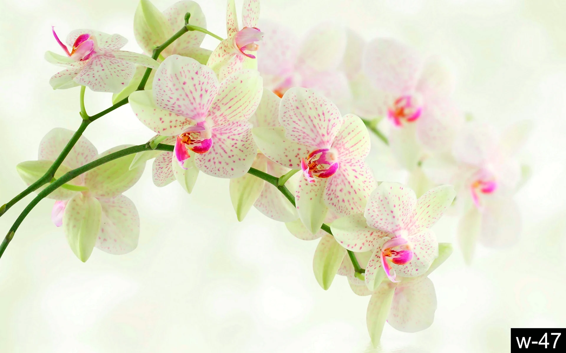 Орхидея бело розовая