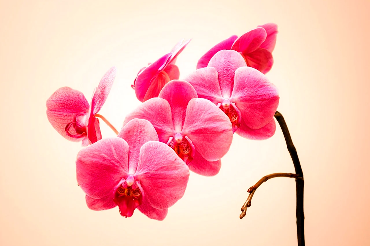 Орхидея на сером фоне