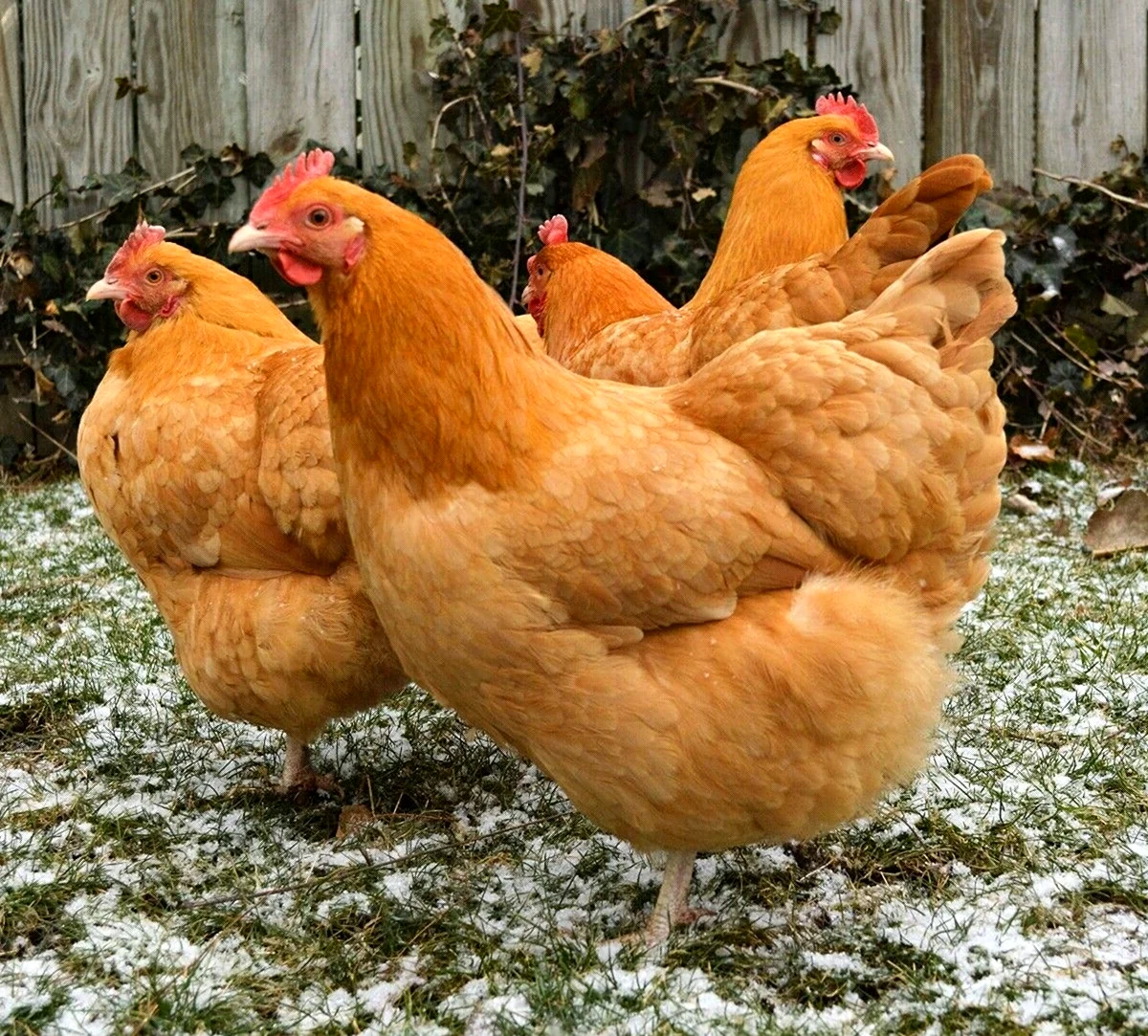 Орпингтон порода кур