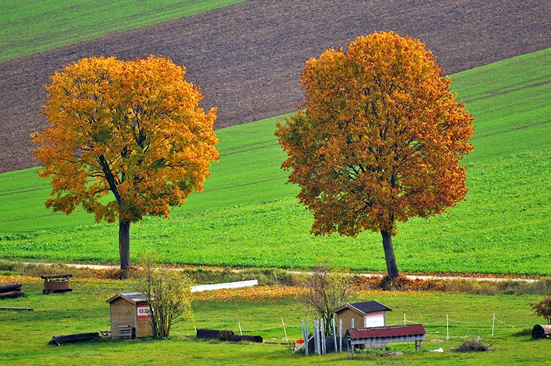 Осень два дерева