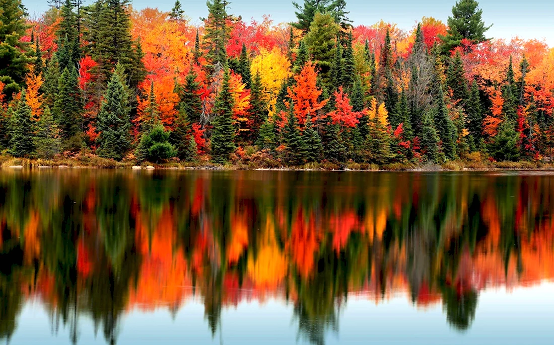 Осень лес озеро