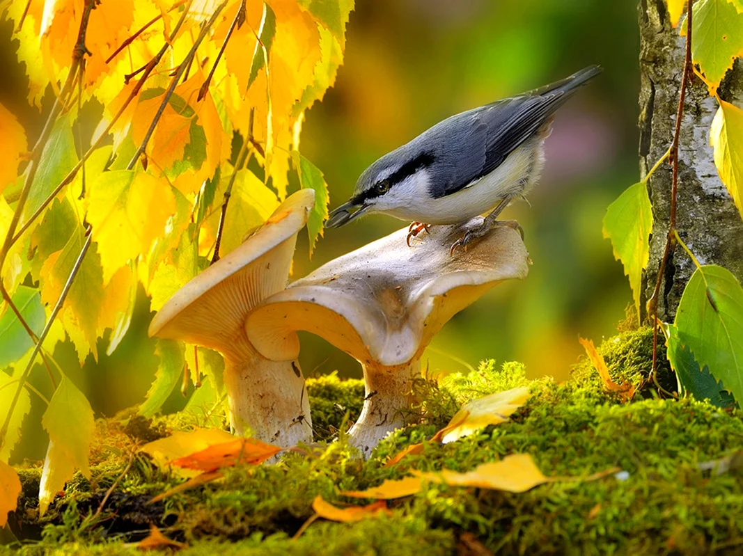 Осень птицы