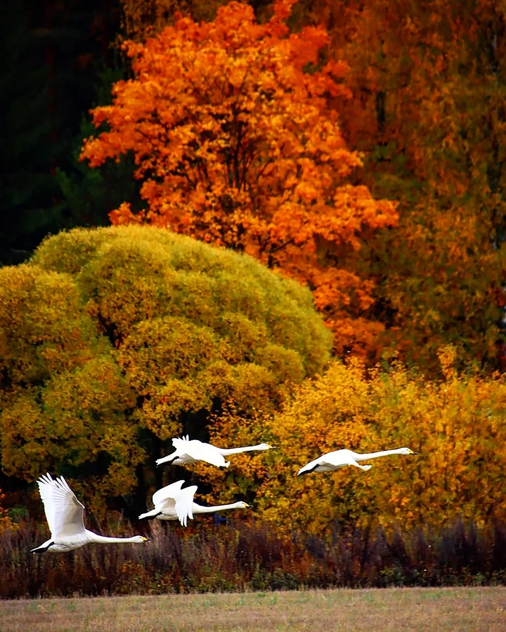 Осень птицы улетают