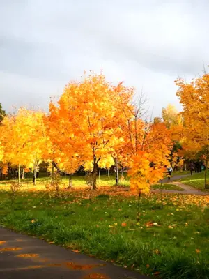 Осень в Протвино