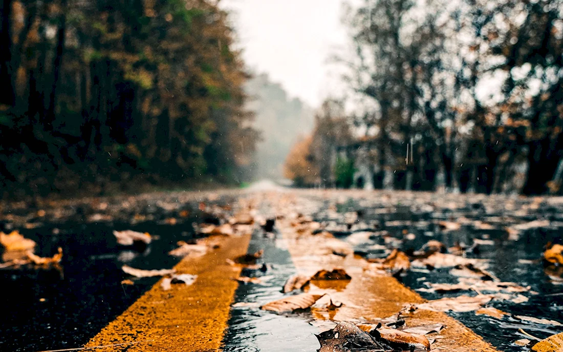 Осенняя дождливая дорога