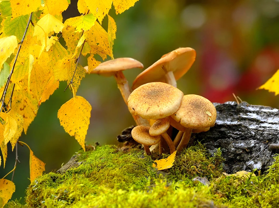 Осенние грибы опята осенние