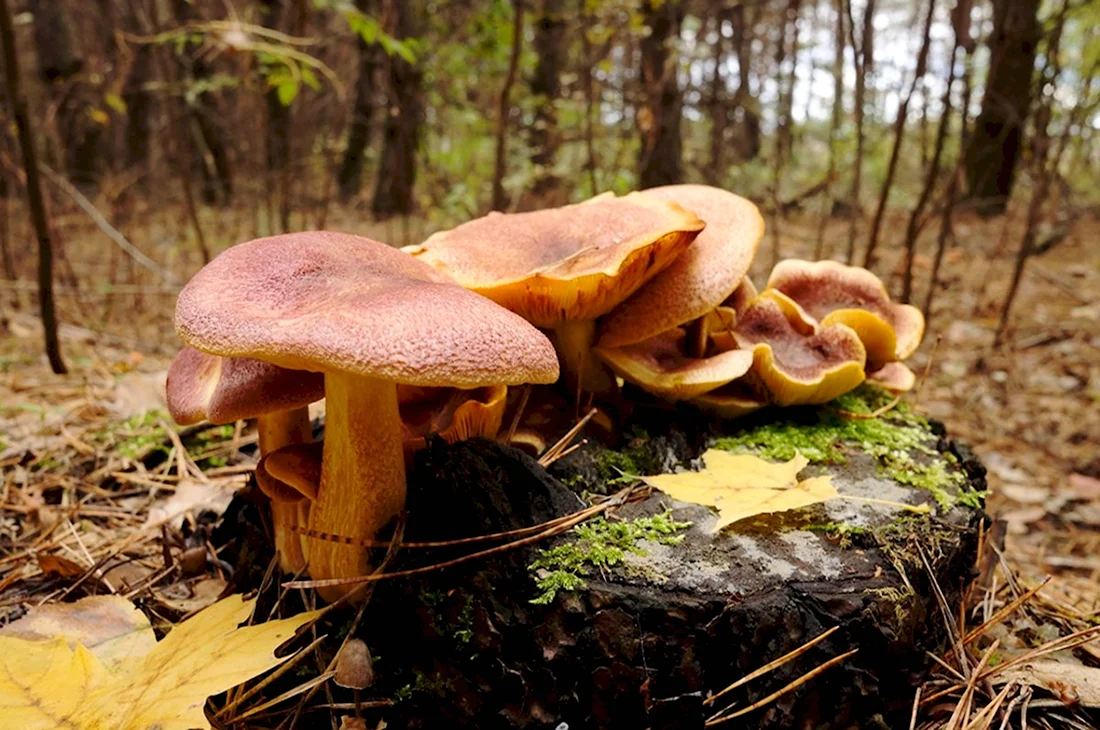 Осенние грибы Подмосковья съедобные рядовки