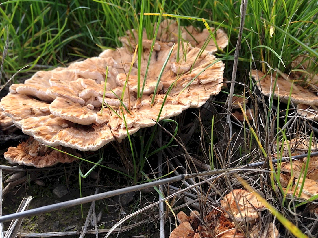 Осенние грибы растущие в тополях