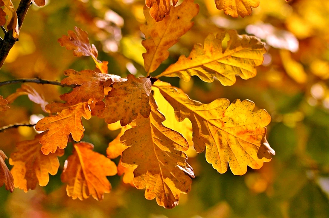 Осенние листья дуба