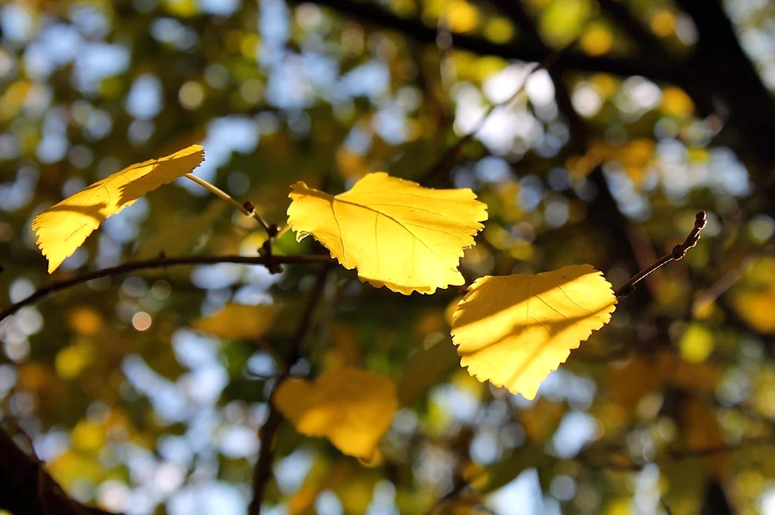 Осенние листья липы