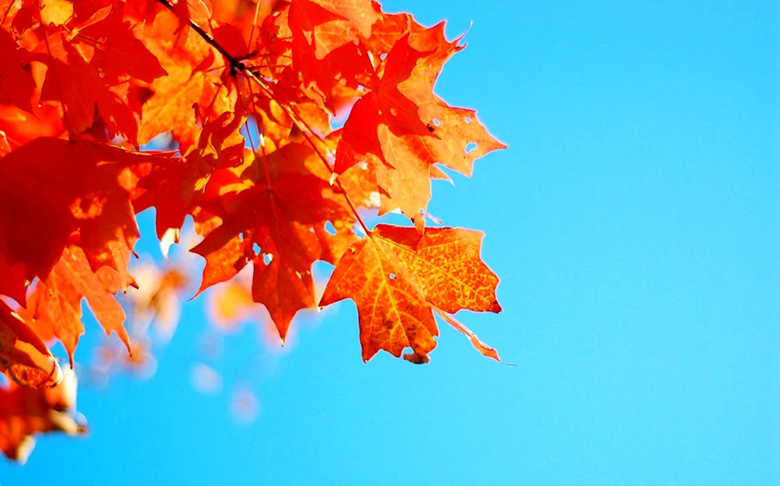 Осенние листья на фоне неба