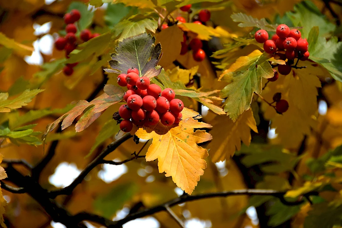 Осенние листики и Рябинка