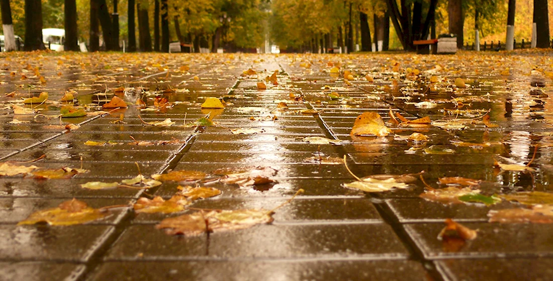 Осенний дождь в городе