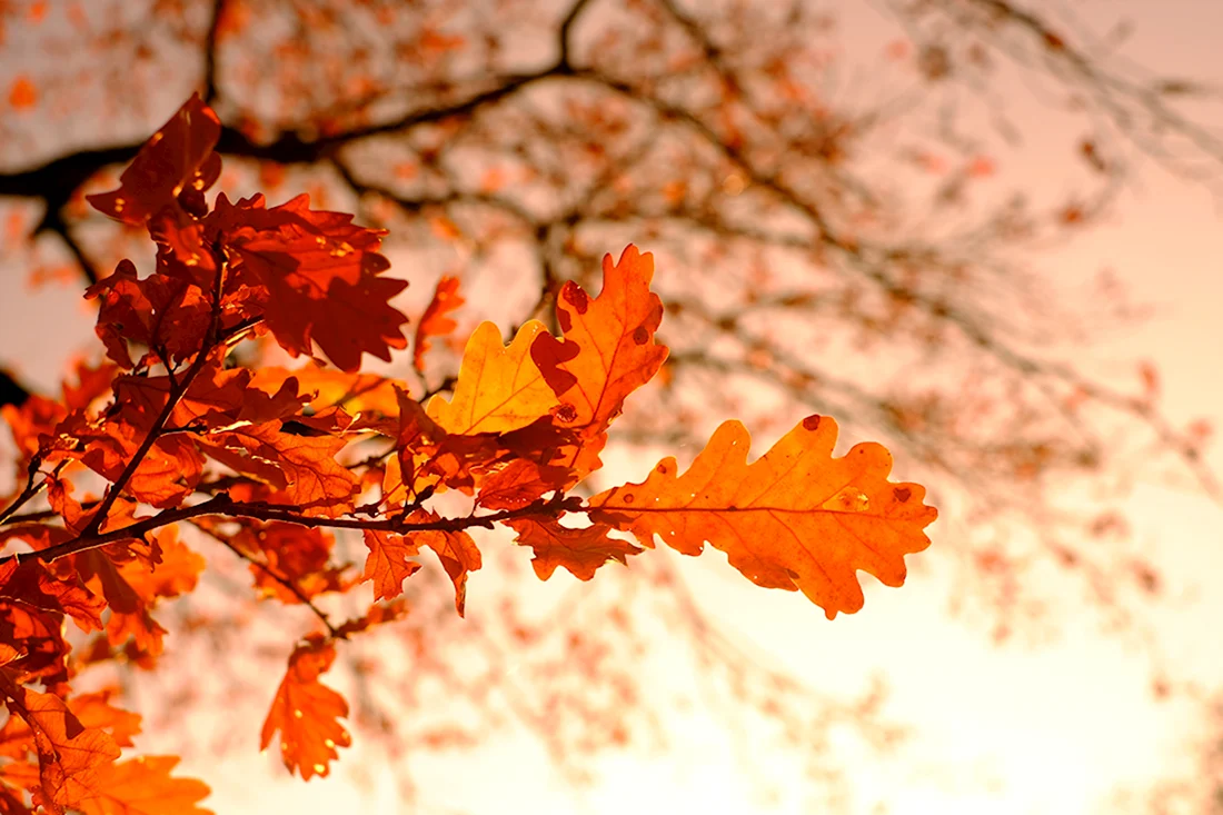 Осенний дуб