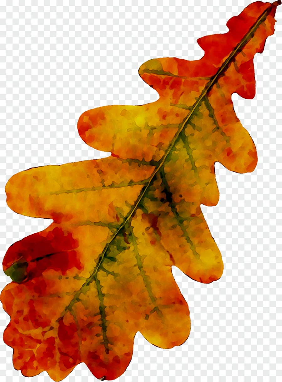 Осенний дубовый лист