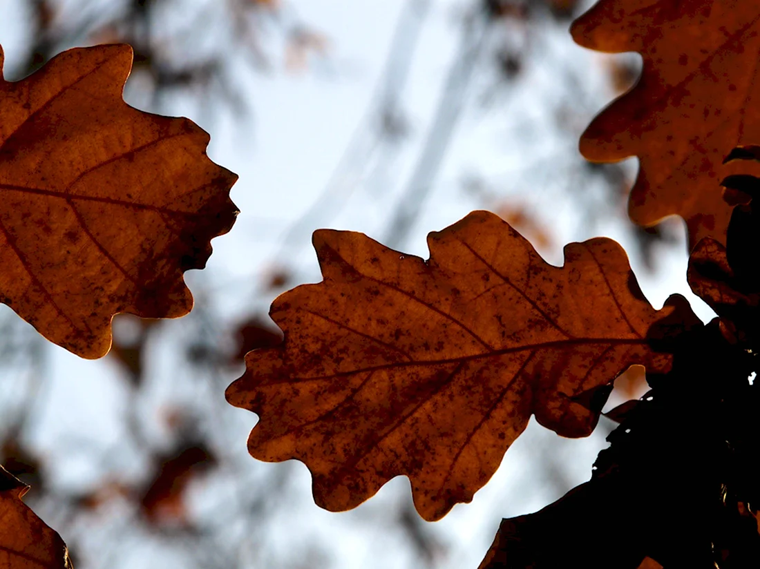 Осенний дубовый лист