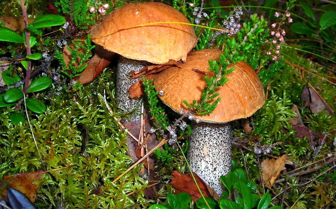 Осенний грибной лес
