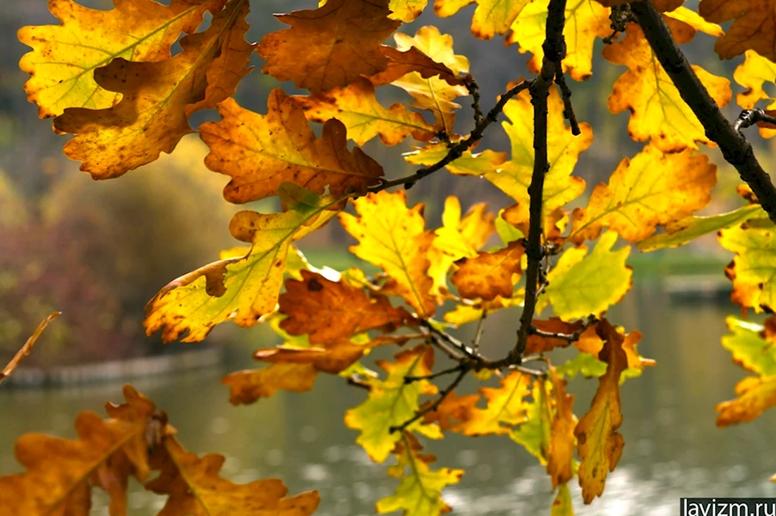 Осенний клен и дуб