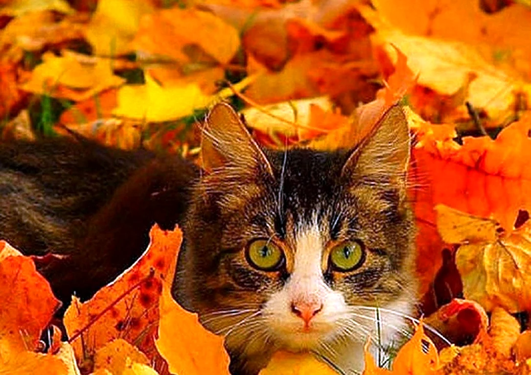 Осенний кот